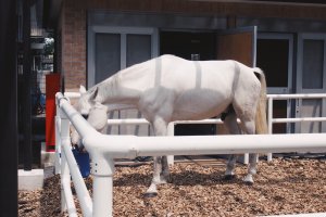 家族で東京競馬場へ行く