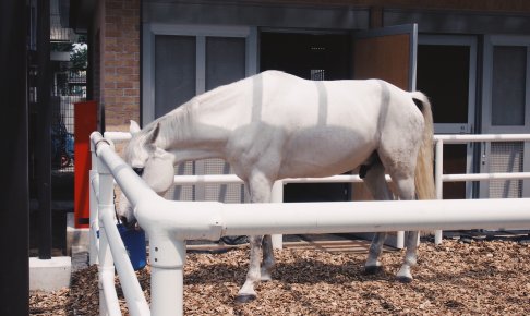 家族で東京競馬場へ行く