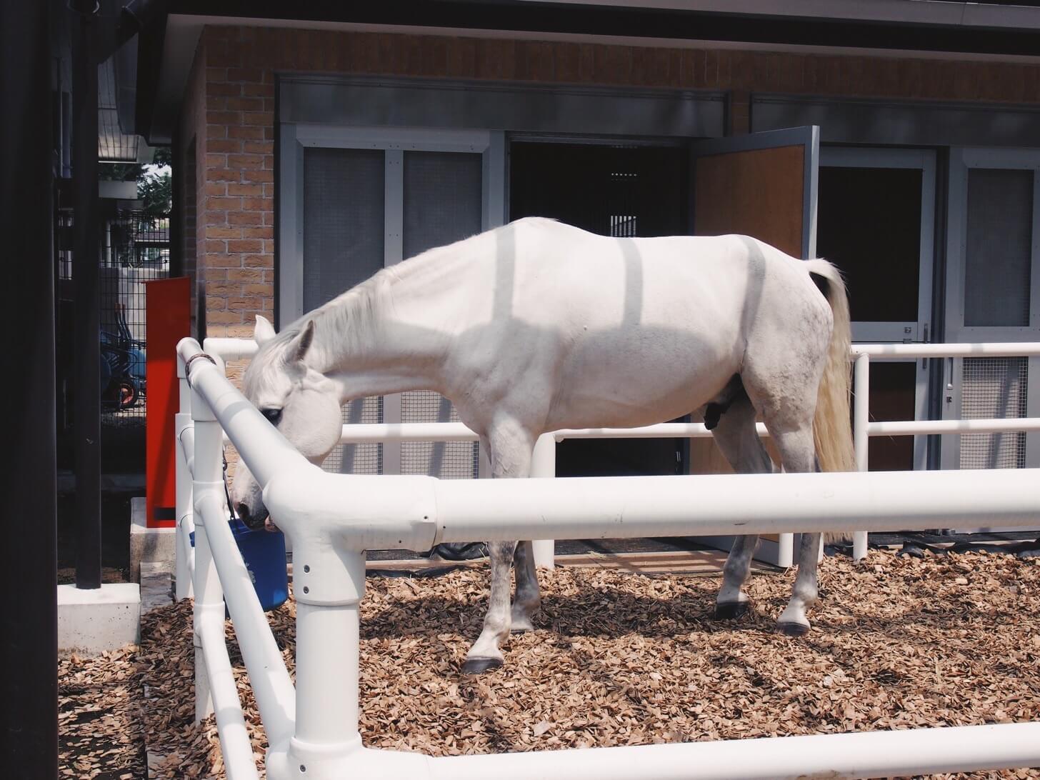 家族で東京競馬場へ行く