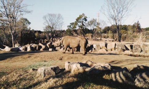 ズーラシア動物園は広い