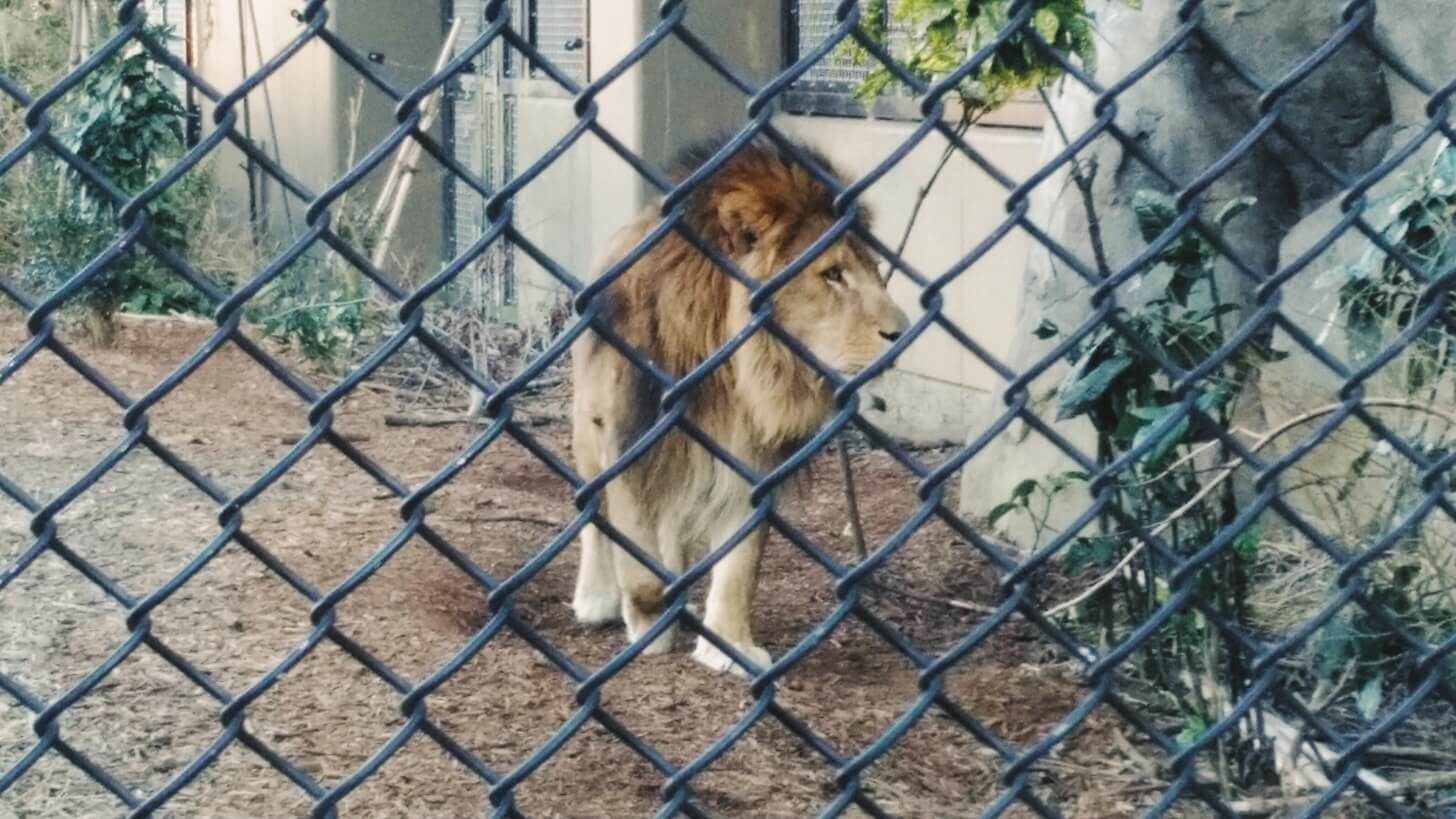 よこはま動物園ズーラシア-14