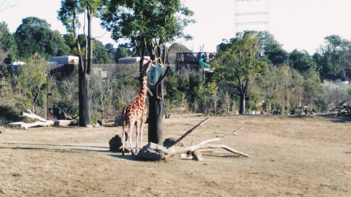 よこはま動物園ズーラシア-15