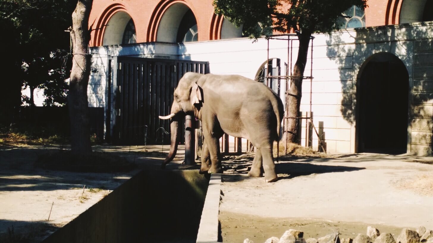 よこはま動物園ズーラシア-3